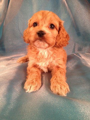 Female Cockapoo Pup for sale in Iowa #16|Ready April 2013|E-Z direct shipping to Florida and Many other States for only $150
